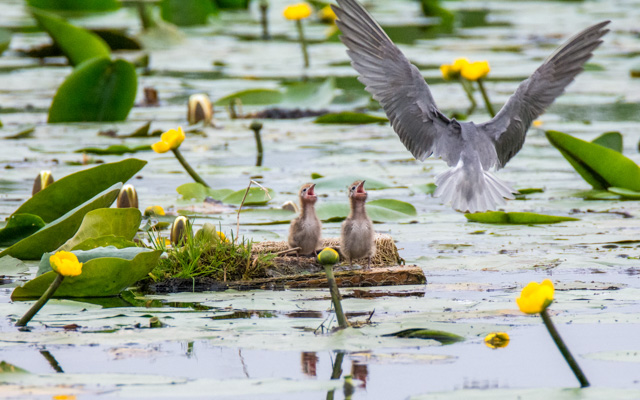 Zwarte stern voedt zijn jongen