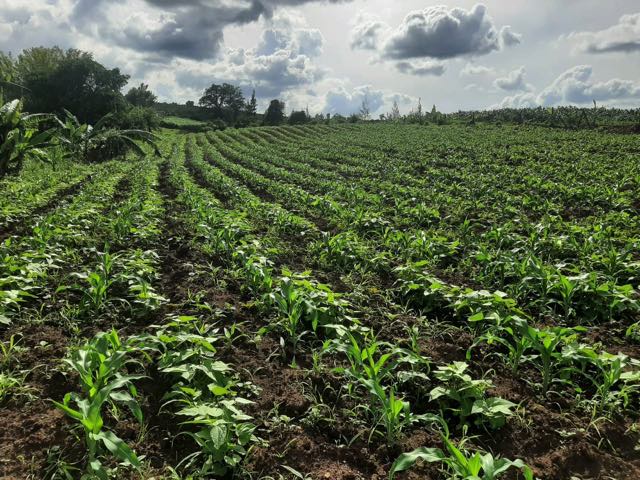 De shamba van The Ark